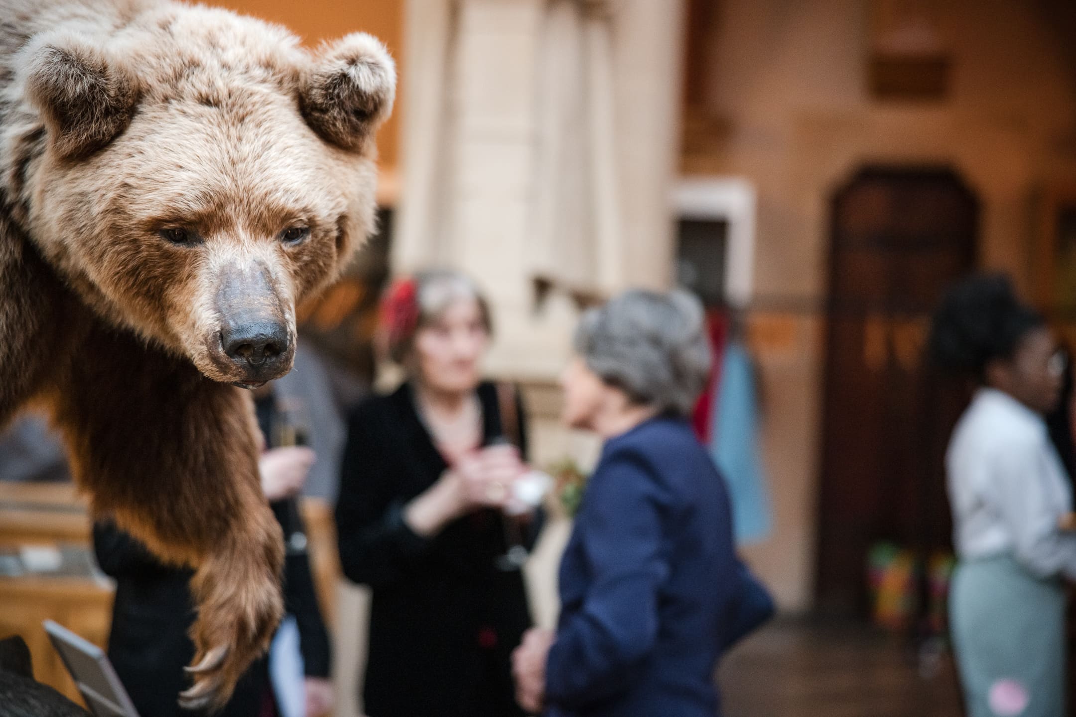 Photo of a Bears head with two Wedding Guests talking in the background at the Oxford Natural History Museum